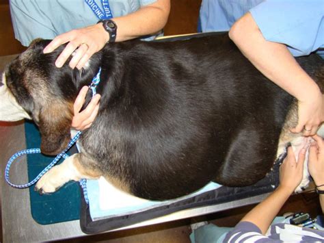 Tending To Fatty Tumors In Dogs Tuftsyourdog