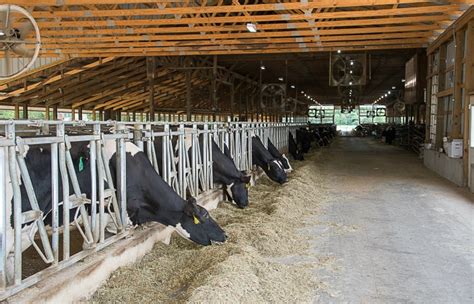Our liquid feed supplements provide enhanced nutrition for feedlot cattle. Why are cows in barns? - United Dairy Industry of Michigan