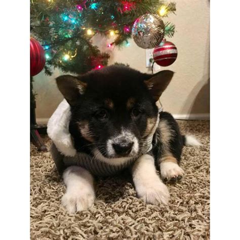 Very small hobby breeder of siberian huskies and shiba inu's in oregon. 10 weeks old Shiba Inu Puppies ready to go to good homes ...