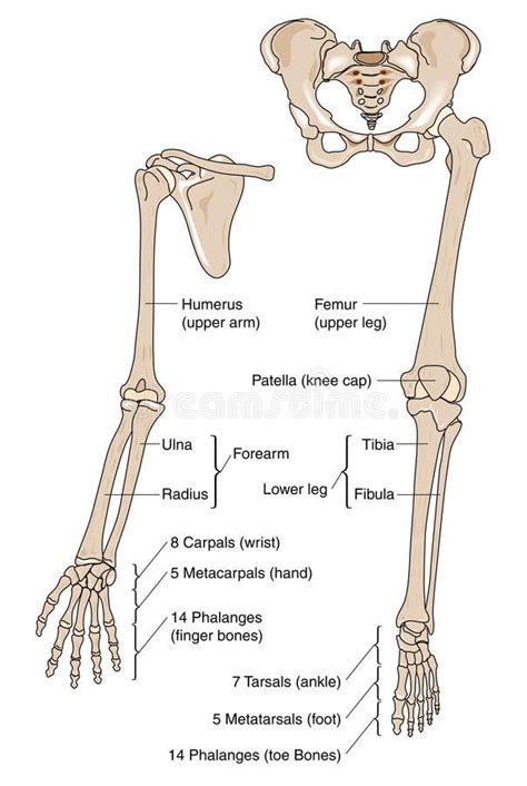 Limb Bones Stock Vector Illustration Of Phalanges Ulna 9845508