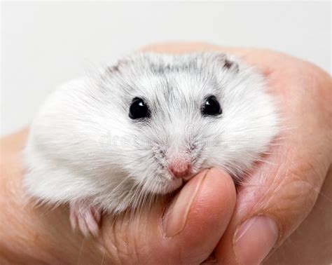Dwarf Hamster Stock Image Image Of Hand Small Rodent 16009937