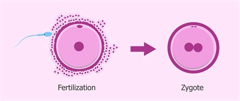 The Zygote First Stage Of Embryo Development After Fertilization