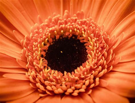 Maybe you would like to learn more about one of these? Orange Flowers - Florist / Flowers Delivered - Allen's ...