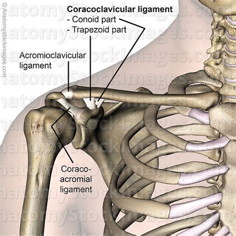 Anatomy Stock Images Shoulder Ac Joint Ligaments Coracoacromial