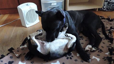 pit bull bait dog falls  love   chiweenie    alarm cuteness
