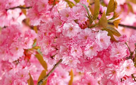 Looking for the best cherry blossom hd wallpaper? Cherry Blossom Tree Wallpaper 37 - 2560x1600