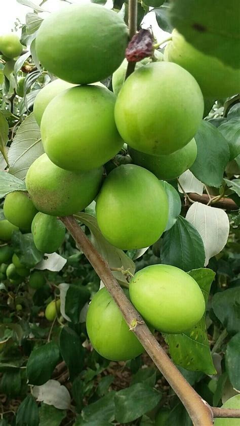 Thai Apple Ber Plant At Rs 30piece Fruit Tree Id 17544221888