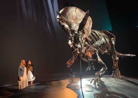Biggest Triceratops Dinosaur Skeleton In The World Now At Melbourne Museum Lets Go Mumlets