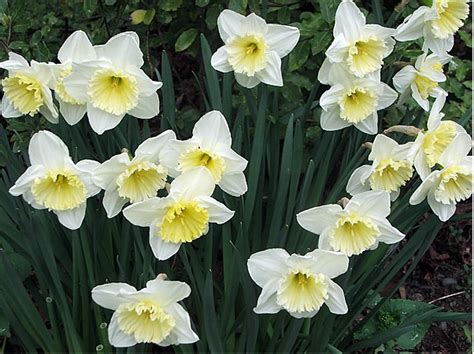 Maybe you would like to learn more about one of these? Creamy white daffodils lemon spring flowers.PNG
