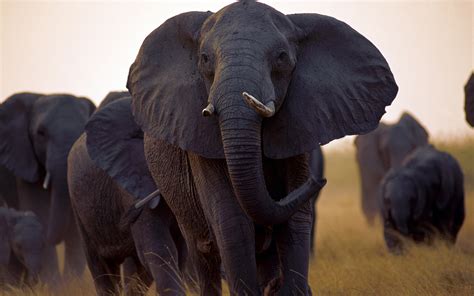 Elephant Full Hd Wallpaper And Background Image 1920x1200 Id389845