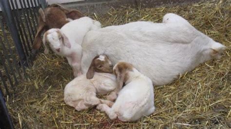 Goat Triplets Born At Agriculture Museum Again Ottawa