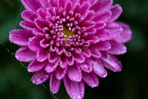 Purple Chrysanthemum Flower Stock Image Image Of Autumn Details