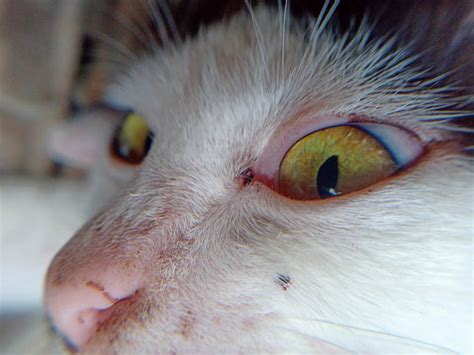 Red Discharge In Cats Eyes Vet Opthalmologist Advice Animal Zone