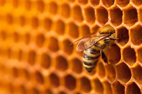 How Long Do Honey Bees Live Rural Living Today