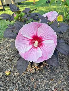 Budget Friendly Luxury Rent This Affordable 2 Bedroom 2 Bath House