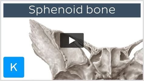 Sphenoid Bone Anatomy Function And Development Kenhub