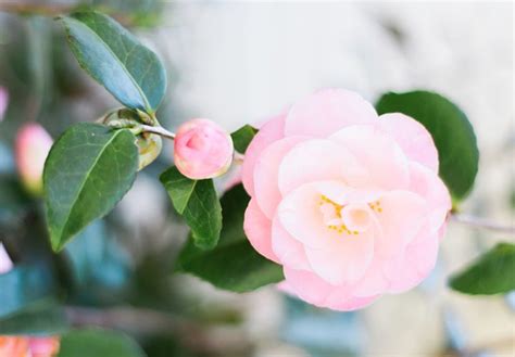 Maybe you would like to learn more about one of these? Flowers That Symbolize Eternal Love : Symbolic Meanings Of ...