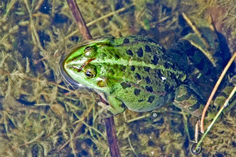 Ein sonnenbad am 1 mai. Frosch beim "Sonnenbaden".