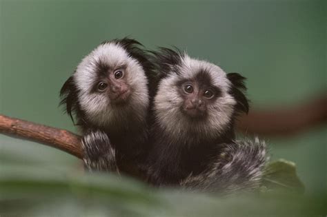 Marmoset Wallpaper 2000x1331 81272 Baltana