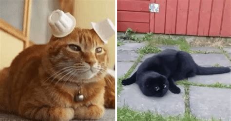10 Cats Just Being So Weird Will Brighten Your Day Paws Planet