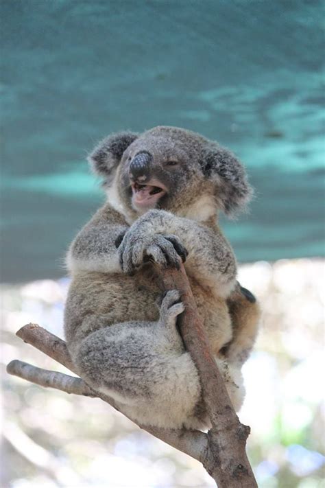560 Best Koalas And Kangaroos Images On Pinterest Koala