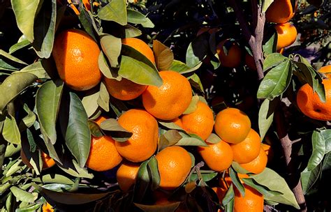 Nectar Seedless Mandarin Fruit Tree Variety Anfic