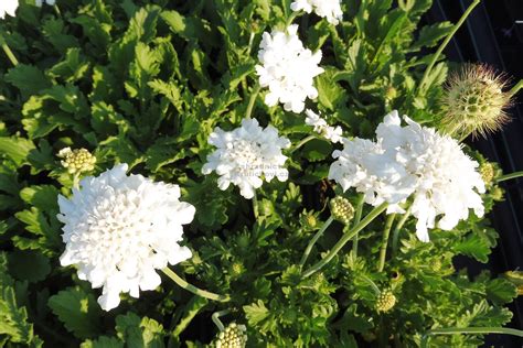 Scabiosa Columbaria Flutter Pure White Hlaváč Zahradnictví