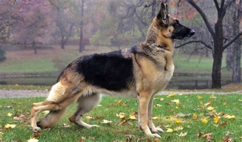 The 25 Best Guard Dog Breeds German Shepherd Dogs Herding Dogs Breeds