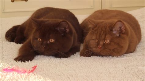 British Shorthair Cinnamon Cat 81021 Nama Untuk Kucing Comel Lucu
