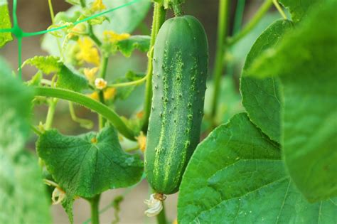 How To Identify And Care For Different Types Of Cucumbers In Your Garden
