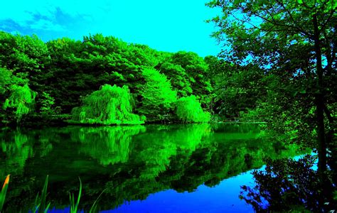 Green Forest 4k Wallpapers Top Free Green Forest 4k Backgrounds