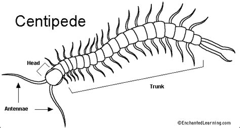 Centipede Diagram