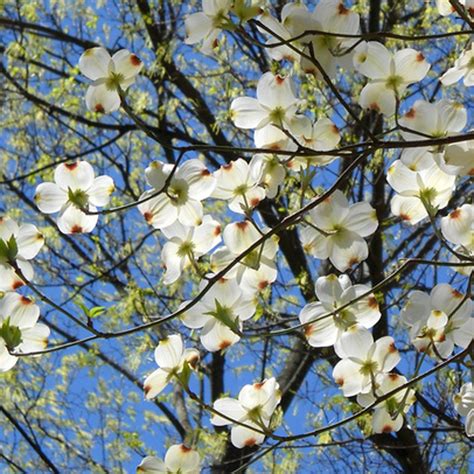 The major veins extend all the way. Buy Cloud Nine North American Flowering Dogwood Tree ...