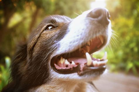 Salivary Gland Adenocarcinoma In Dogs Petmd