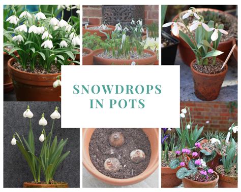 How To Grow Snowdrops The Tea Break Gardener