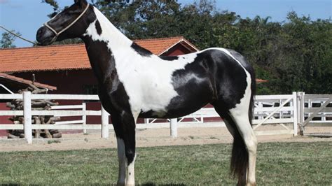 Brazilian Horse Telegraph