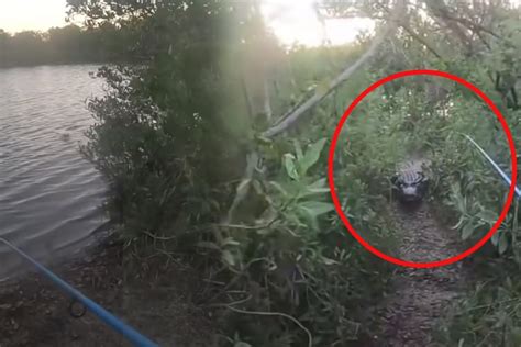Video Shows Florida Fishermans Terrifying Alligator Encounter
