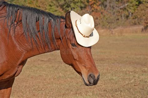 Silly Image Of A Horse Wearing A Cowboy Hat Royalty Free