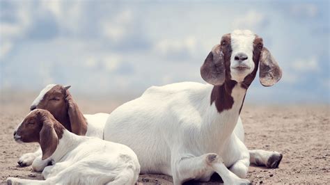 Boer Goat Profits Guide Learn How To Start A Boer Goat Farm Boer