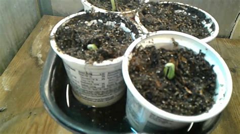 Sprouting And Planting Acorn Squash Youtube