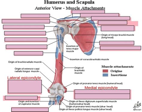 Humerus and Scapula - Anterior Muscle Attachments