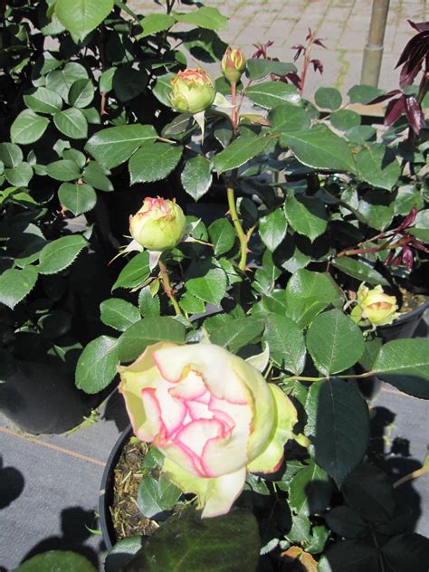 Rosa Biedermeier Zwergrose Tantau Rose