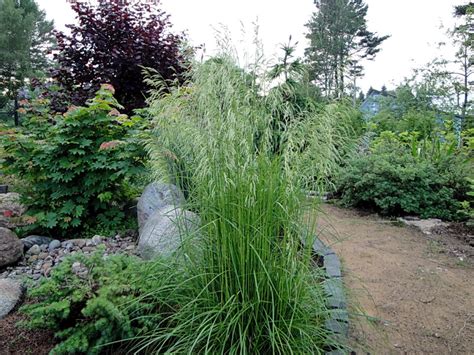 Луговик дернистый / щучка голдшлайер. Deschampsia cespitosa Goldschleier золотая вуаль ...