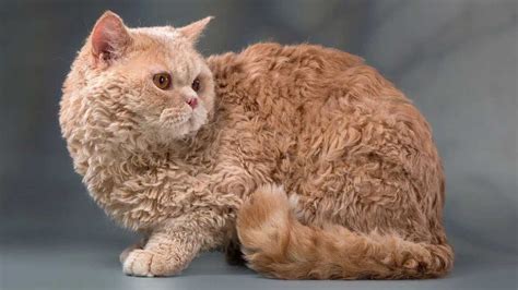 Selkirk Rex Cat Breed Information Facts Pictures Pets Feed