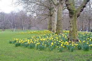 We did not find results for: File:Daffodils in St.James's Park, London - geograph.org ...