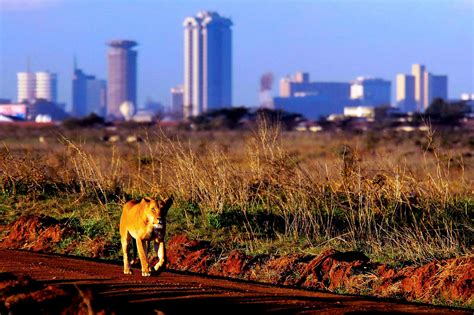 Nairobi National Park Diani Travel Center