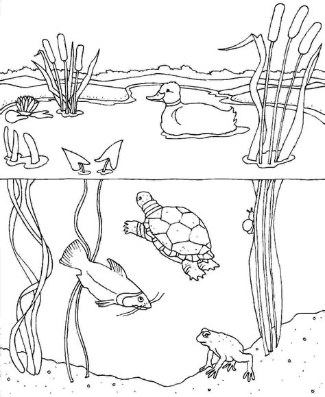Earth day coloring pages fish coloring page spring coloring pages bear coloring pages coloring sheets colouring pond animals desert animals forest animals. Pond Animals Coloring Pages at GetColorings.com | Free ...