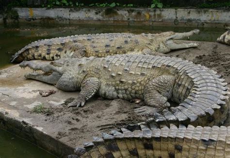 Worlds Biggest Crocodile Worlds Largest Crocodile Ever And