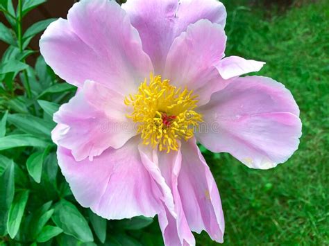 Pink Peony Flower In Garden Stock Photo Image Of Bunch Fresh 187944064