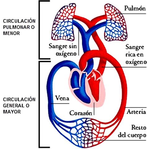 Circuito Circulatorio Pulmonar Sistema Circulatorio Aparato Porn Sex